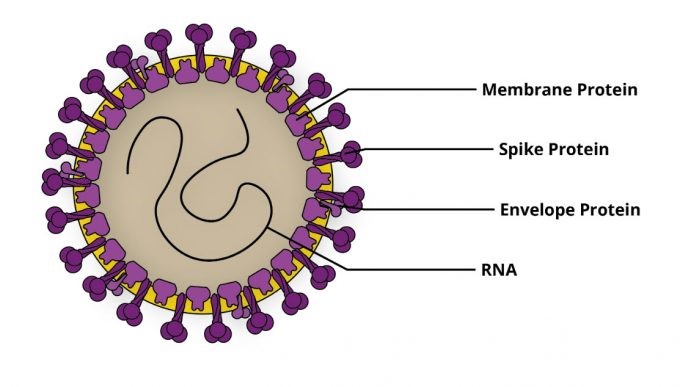 Basic virology